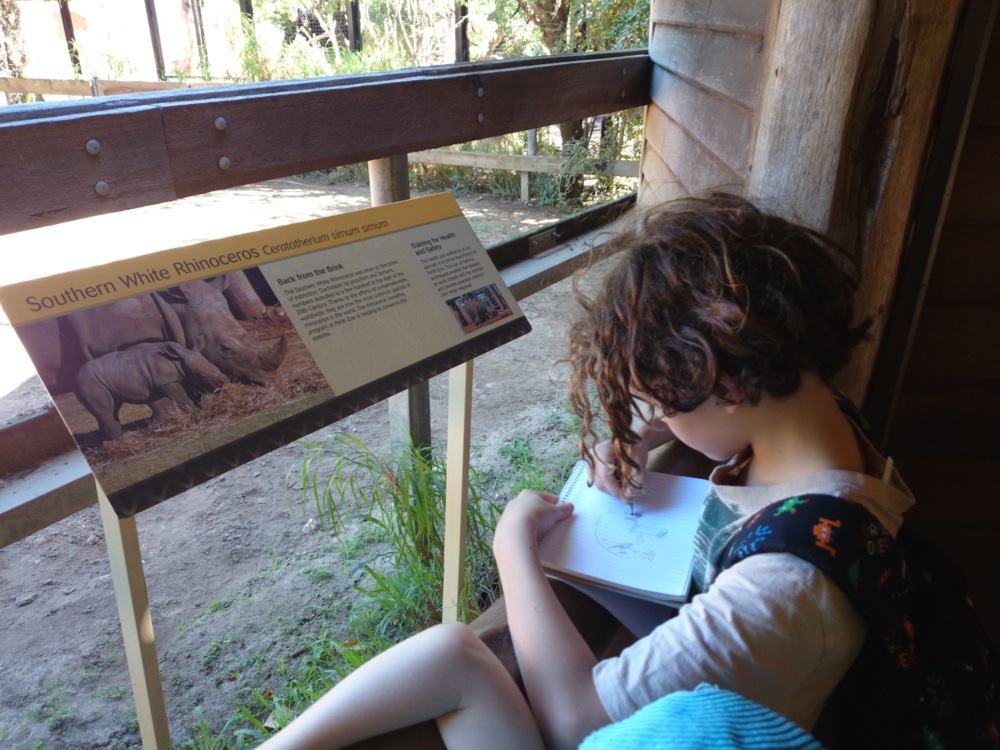 10yo writing notes and drawing a diagram of Southern White Rhino at Perth Zoo, Western Australia