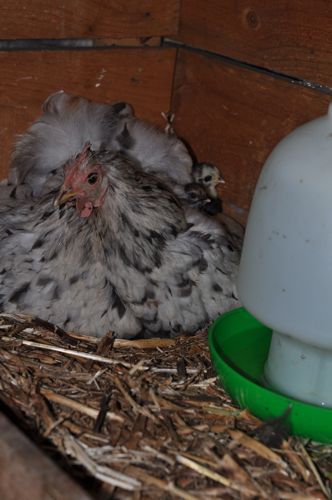 Chess the Pekin bantam with her first two hatchlings