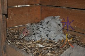 Chess the Pekin bantam sitting on 24 eggs