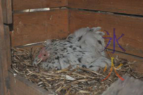 Chess the Pekin bantam sitting on 24 eggs Chess the Pekin bantam sitting on 24 eggs