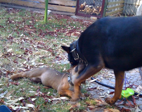 Rar (staffy x rotti x kelpie) and Tali (mastiff x staffy) happy playing