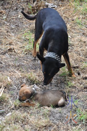 Rar (staffy x rotti x kelpie x) checking out Tali (staffy x mastiff pup)