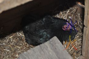 Tempest the Pekin bantam also being broody