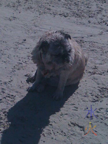 Cranky looking pug at the beach Cranky looking pug at the beach