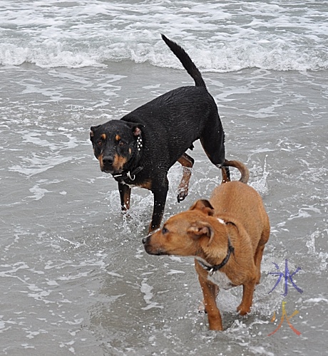 Dogs playing at the dog beach part of South Beach