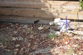 Chess the mostly white Pekin bantam leading her brood around the yard