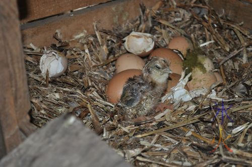 Stripey red and black chick just hatched