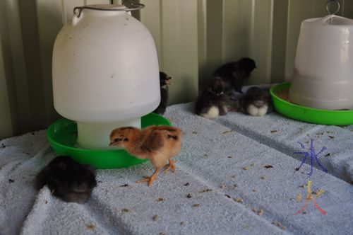 Red chick with black stripes with 5 foster sibling Australorps