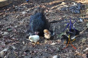 Tempest the black Pekin bantam finding food for her brood