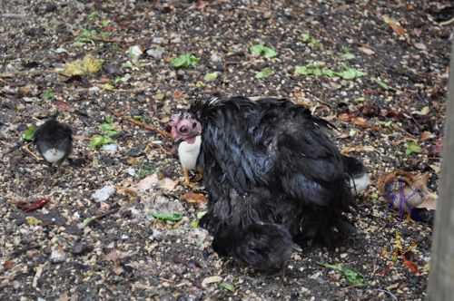 Saturated pekin bantam with dry chicks