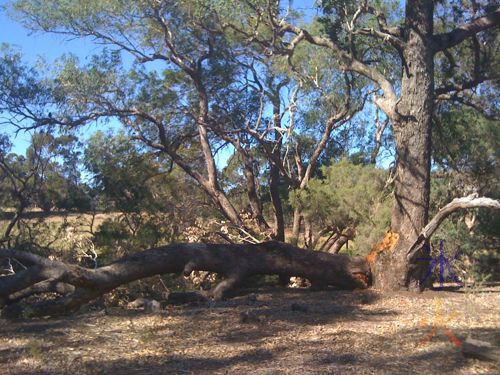 Tree fork snapped off at the base. Possible termite infestation.