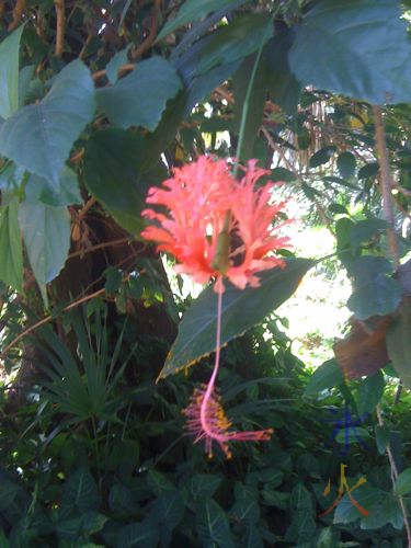 A reddish 'mutant hibiscus' at the Perth Zoo. Don't know what it realy is, it reminded me of a hibiscus :)