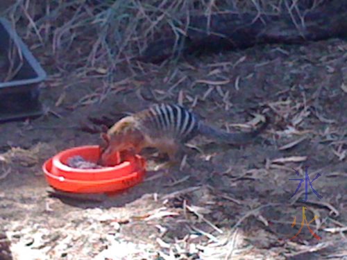 Numbat at the Perth Zoo dining on termite paste