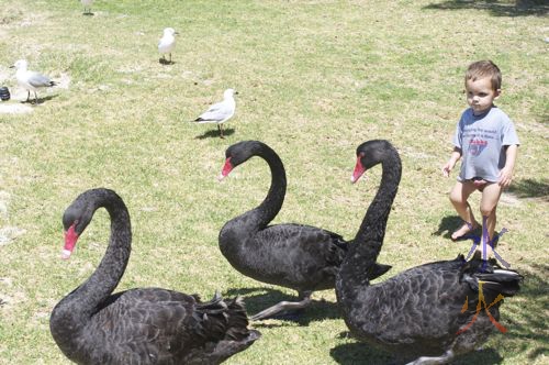 black swans and a toddler