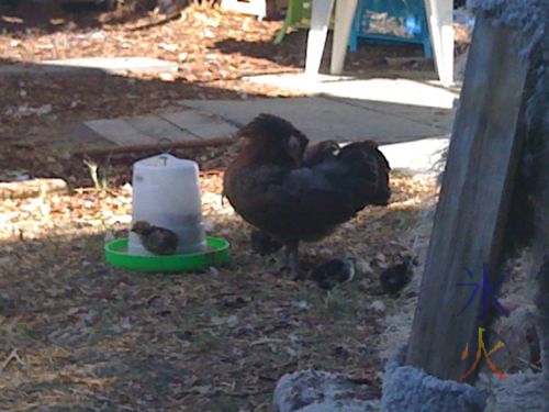 Aracauna pullet with naked neck cross chicks