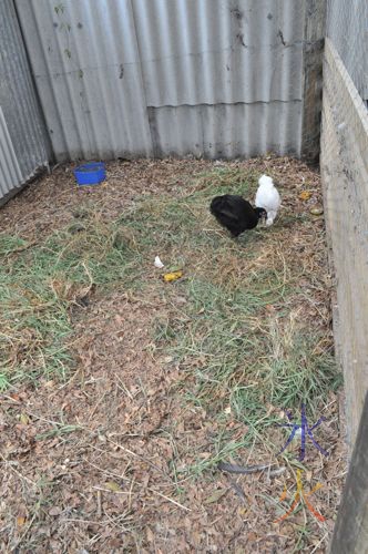 Deep litter system in the chicken coop