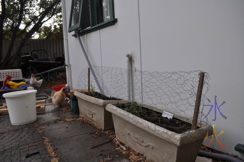 herb planters protected by chicken wire