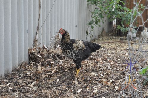 Naked neck x Rhode Island Red x Malay game (we think) unknown sexed young chicken