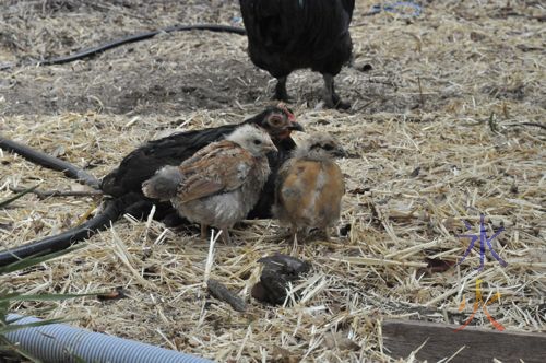 Pekin bantam hen with adopted Japanese bantam chicks