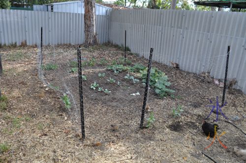 Japanese bantam cross chicks performing weed and pest control duties in the vege patch