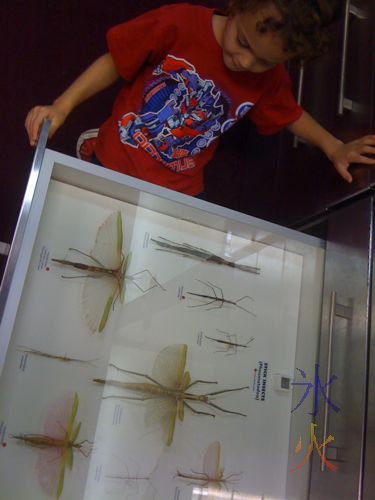 Stick insect display WA Museum