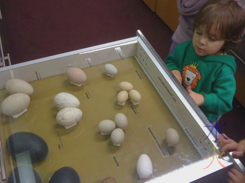 Egg display WA museum Egg display WA museum