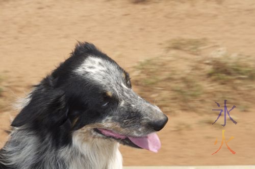 Dog doing the windblown thing in the back of the ute