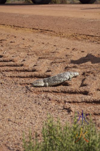 Bobtail lizard