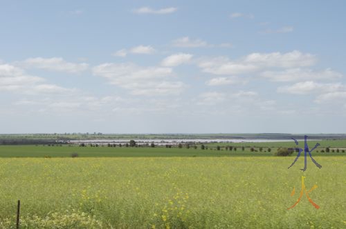 Fields of daisies...er...canola