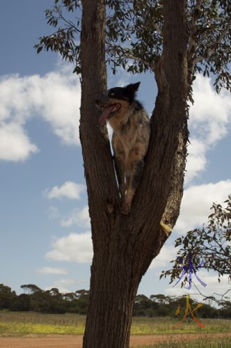 Dog in a tree