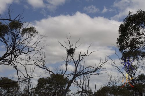 Old eagle's nest