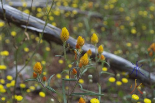 Orange water drop shaped flowers