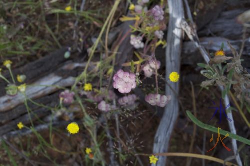 Pink brain flowers