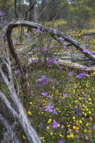 Purple star shaped flowers