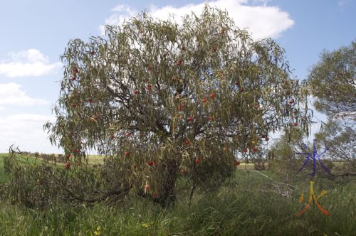 Quandong tree