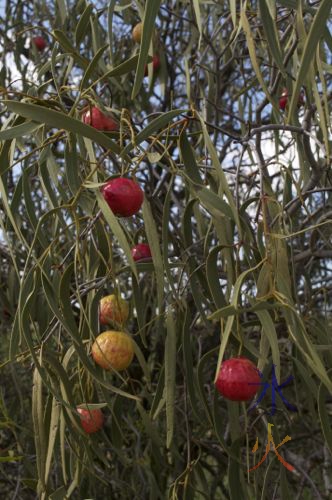 Quandong fruit