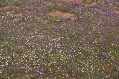 Many colourful tiny flowers