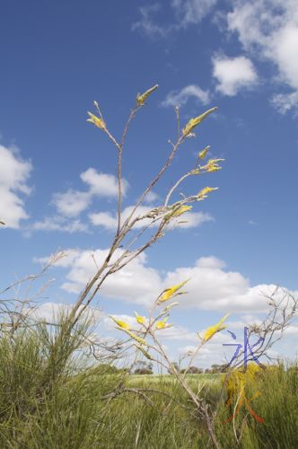 Yellow grevillea