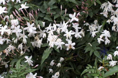 bee in jasmin flowers