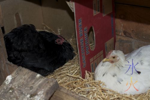 Broody Pekin bantams