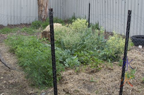 flowering food garden