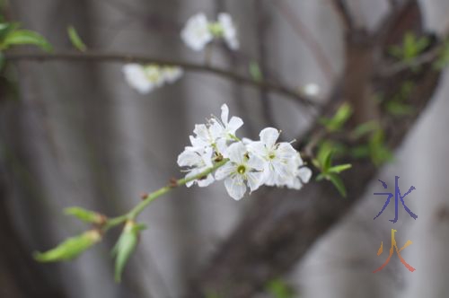 Plum flower