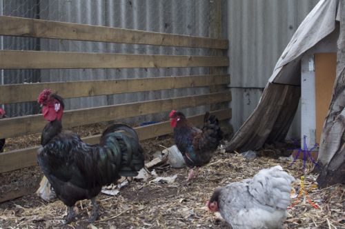 Black naked neck cross rooster, brown/red Japanese bantam cross cockerel, blue Pekin bantam hen