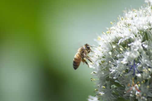 Bee on an onion flower