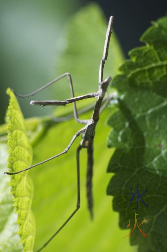 Praying mantis doing kung fu