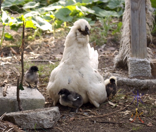 Black splashed white Aracauna with five chicks