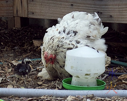 black splashed white Pekin bantam with chick