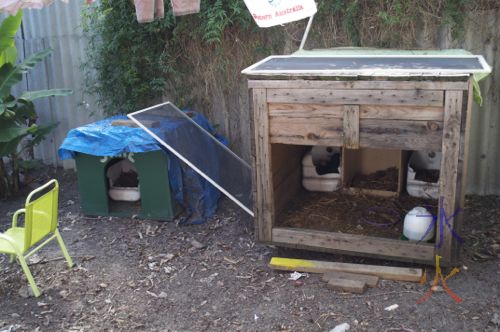 Brooders and chick raiser boxes