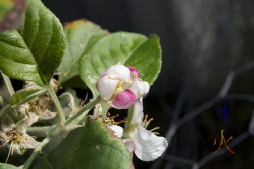 Apple blossom