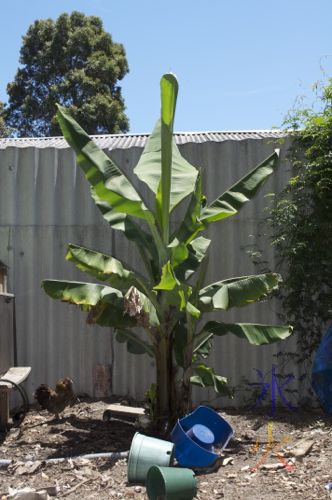 Banana tree